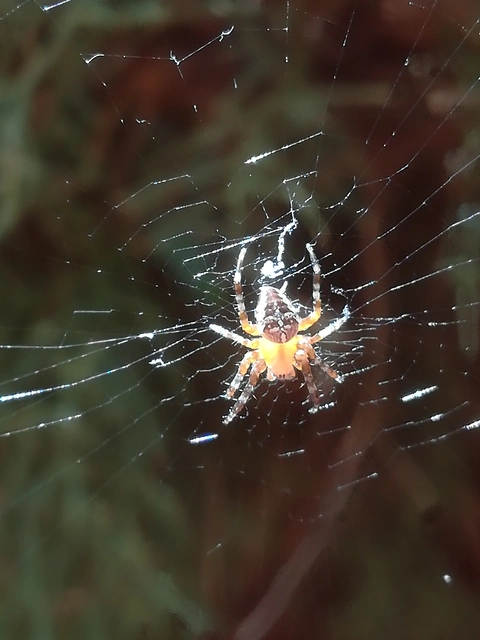 Araneus diadematus - koronás keresztespók