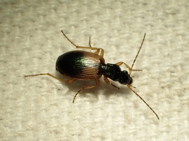Anchomenus dorsalis - hátfoltos kisfutó