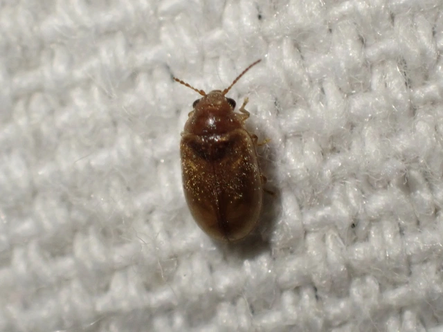 Scirtidae - rétbogárfélék