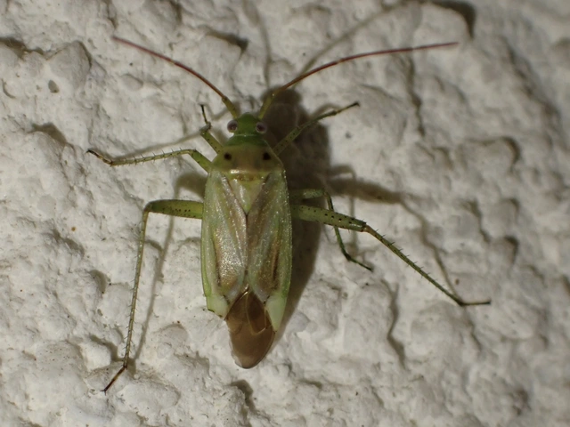 Adelphocoris lineolatus - lucernapoloska