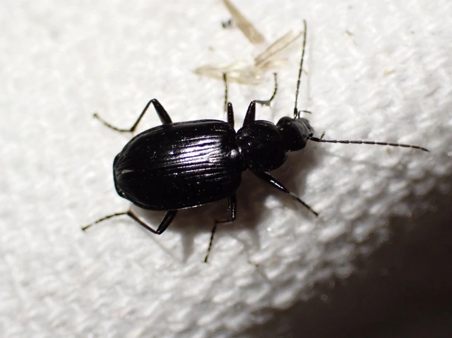 Agonum monachum - sziki kisfutó Agonum monachum - sziki kisfutó