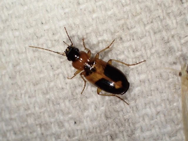 Badister meridionalis - közönséges posványfutonc