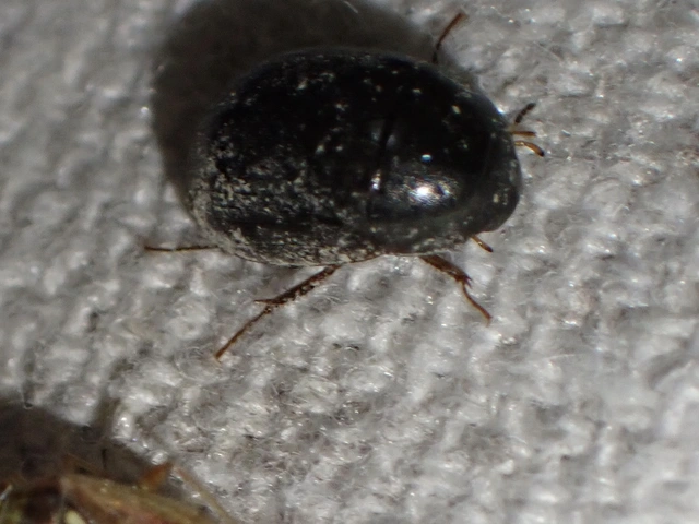 Hydrobius