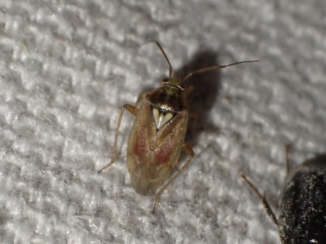 Lygus rugulipennis - molyhos mezeipoloska