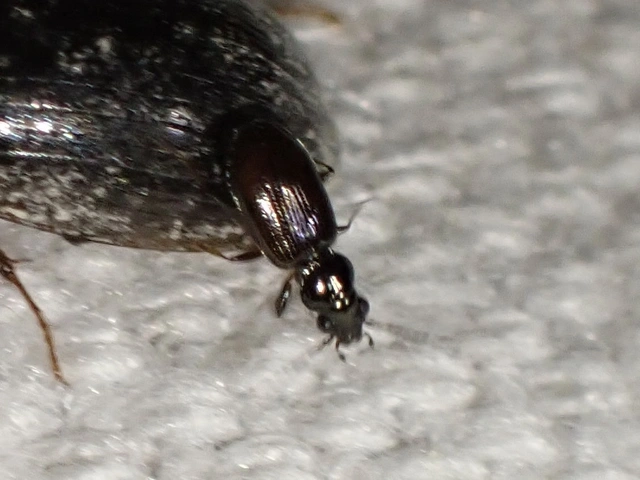 Bembidion minimum - fekete gyorsfutó