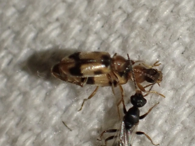 Notoxus monoceros - sárgahasú nyakszarvúbogár