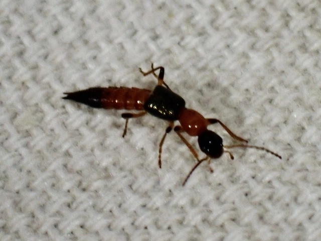 Paederus
