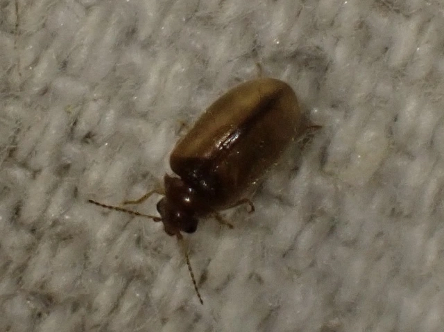 Scirtidae - rétbogárfélék