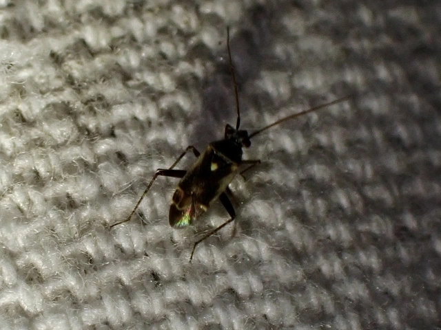 Polymerus Polymerus