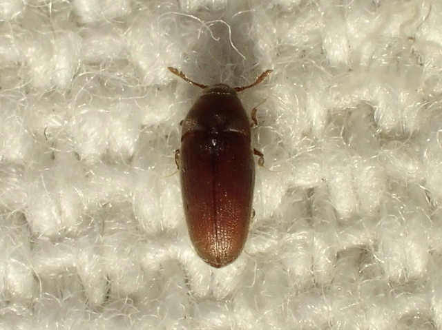 Throscidae - merevbogárfélék