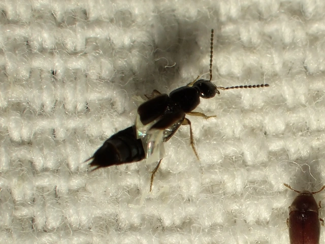 Philonthus