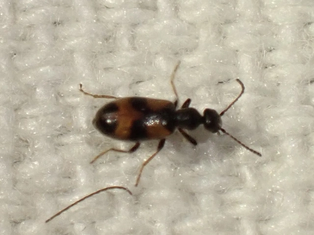 Anthicus antherinus - közönséges fürgebogár