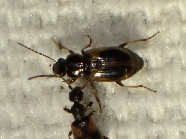Acupalpus maculatus - vállfoltos törpefutonc