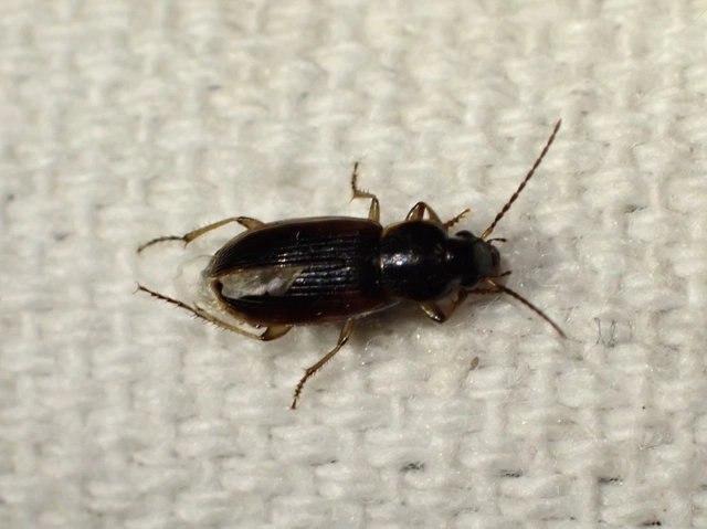 Stenolophus mixtus - közönséges turzásfutó