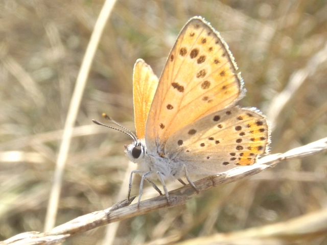 Lycaena thersamon - kis tűzlepke