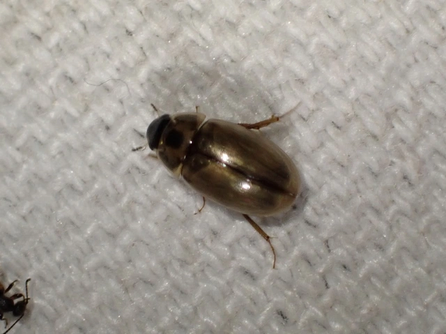 Enochrus quadripunctatus - négypettyes fakócsibor
