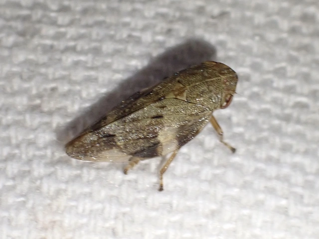 Aphrophora alni