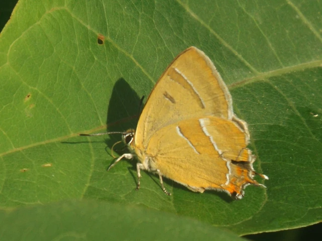 Thecla betulae - nyírfalepke