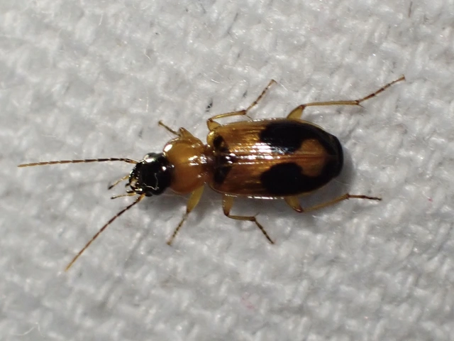 Badister meridionalis - közönséges posványfutonc