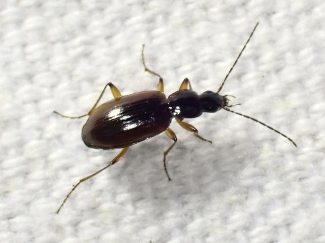 Agonum thoreyi - hosszúnyakú kisfutó Agonum thoreyi - hosszúnyakú kisfutó