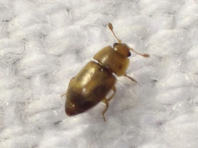 Epuraea Epuraea
