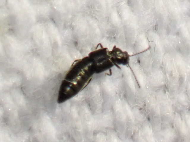 Carpelimus Carpelimus