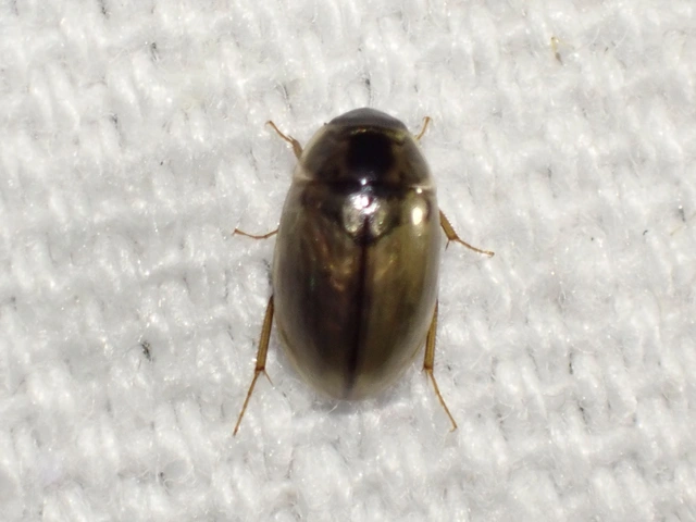 Enochrus quadripunctatus - négypettyes fakócsibor