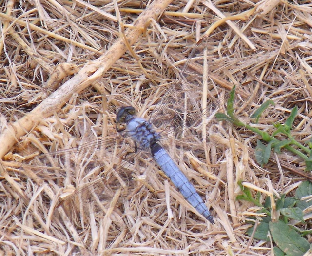 Orthetrum brunneum - pataki pásztorszitakötő