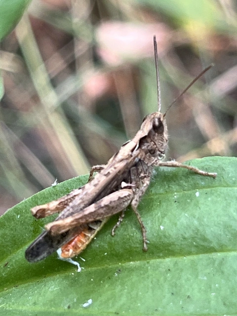 Chorthippus (Glyptobothrus) (subgenus)