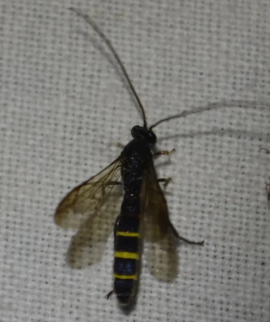 Metopius fuscipennis