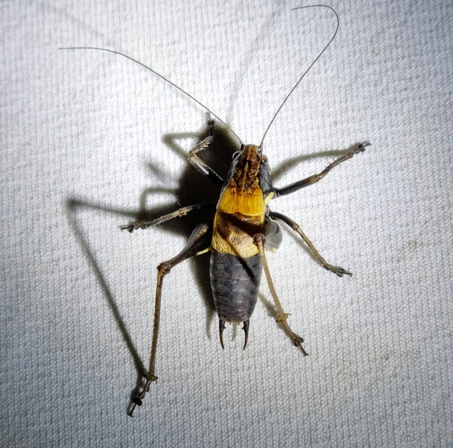 Pholidoptera aptera - nagy avarszöcske