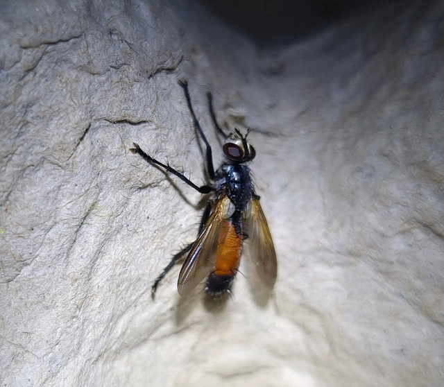 Cylindromyia