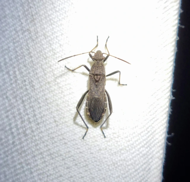 Alydus calcaratus - szőrös tövispoloska