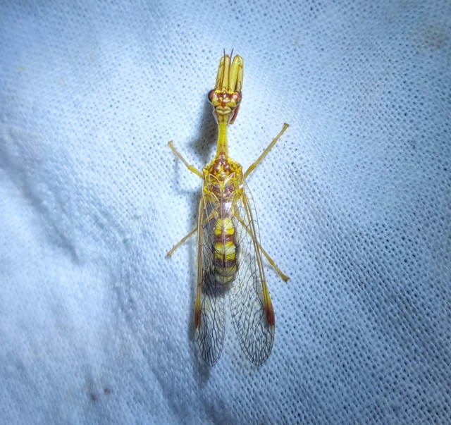 Mantispa styriaca - kétszínű fogólábú-fátyolka