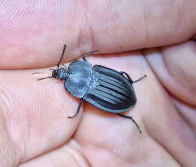 Silpha carinata - karimás dögbogár