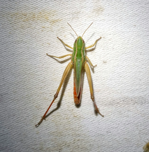 Stenobothrus lineatus - jajgató rétisáska