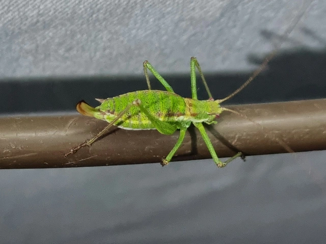 Leptophyes albovittata - közönséges virágszöcske