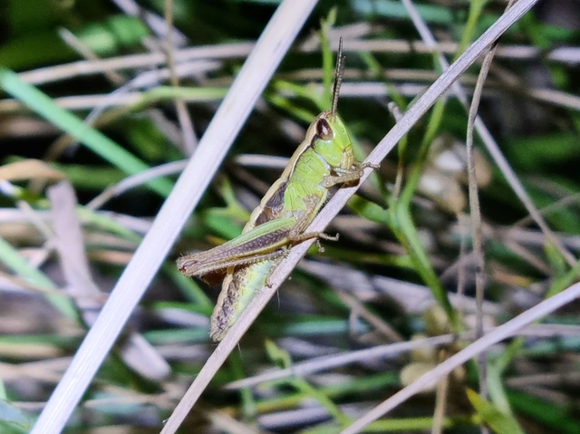 Pseudochorthippus parallelus - közönséges rétisáska