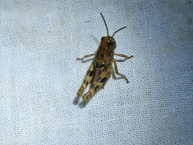 Calliptamus italicus - olaszsáska