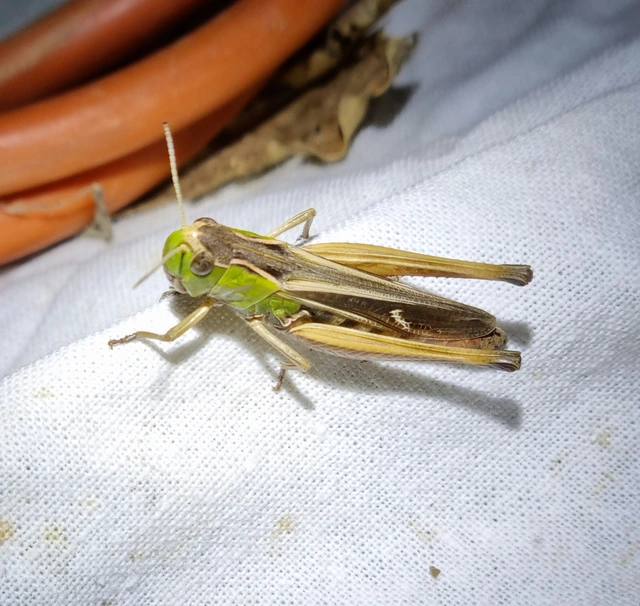 Stenobothrus lineatus - jajgató rétisáska