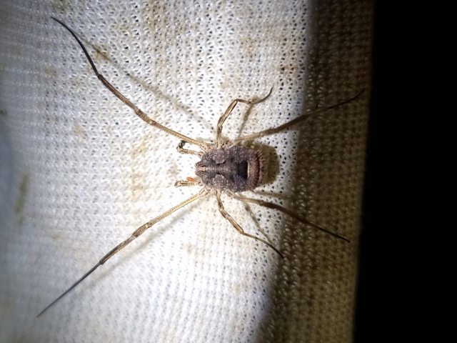 Opiliones - Kaszáspókok