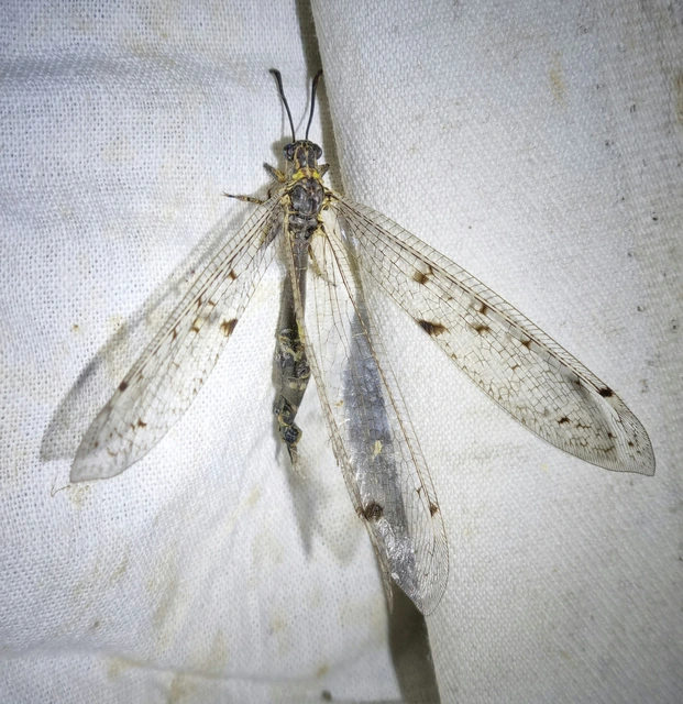 Distoleon tetragrammicus - négyfoltos hangyaleső