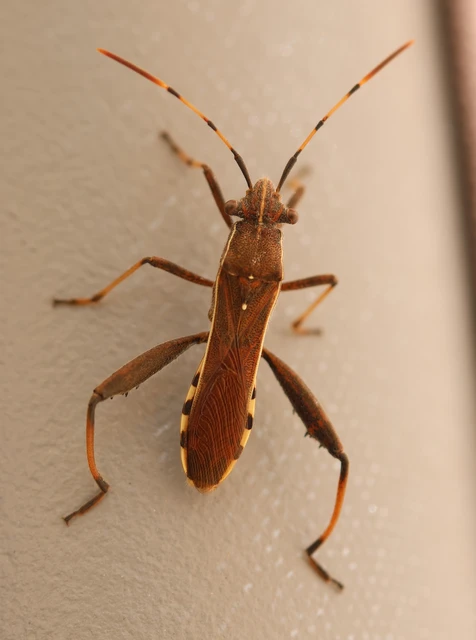 Camptopus lateralis - görbelábú karimáspoloska