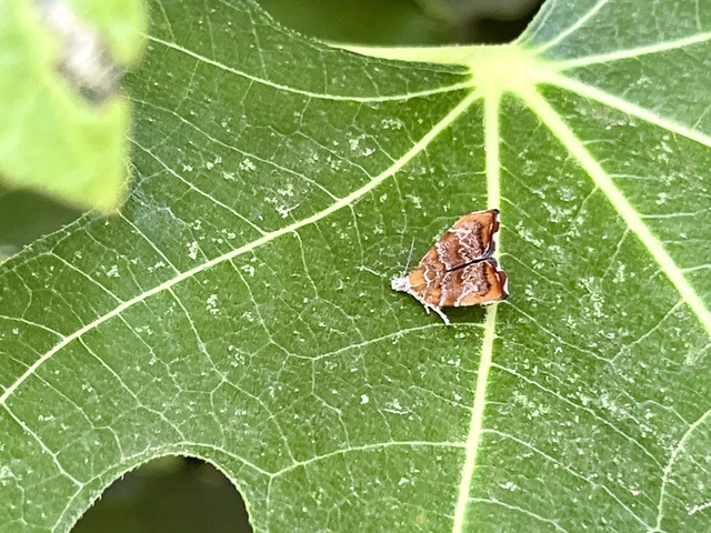 Choreutis nemorana - füge-levélmoly