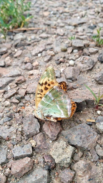 Argynnis paphia - nagy gyöngyházlepke