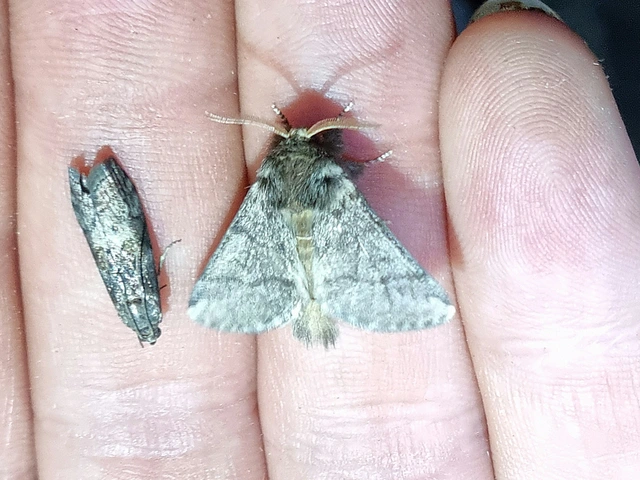 búcsújáró lepke - Thaumetopoea processionea