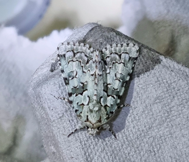 zöld zuzmóbagoly - Nyctobrya muralis