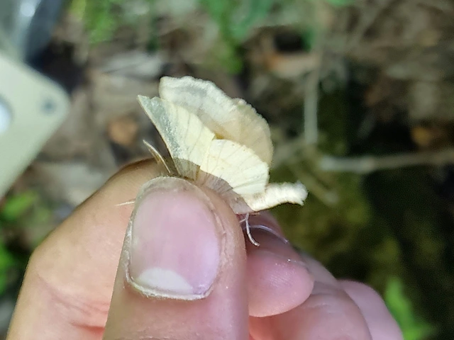 Crocallis elinguaria - sárga sávosaraszoló