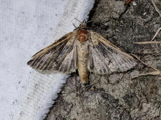 Abrostola