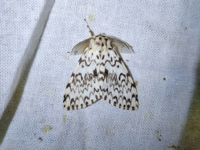 apácalepke - Lymantria monacha